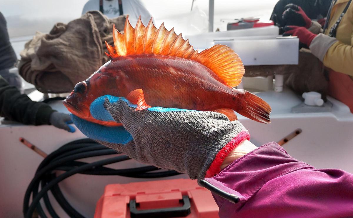 Science crew member Rose Dodgen prepares to release a copper rockfish into Morro Bay Harbor on Aug. 2, 2019, during a California Collaborative Fisheries Research Program trip to conduct research on the Central Coast fish population.
