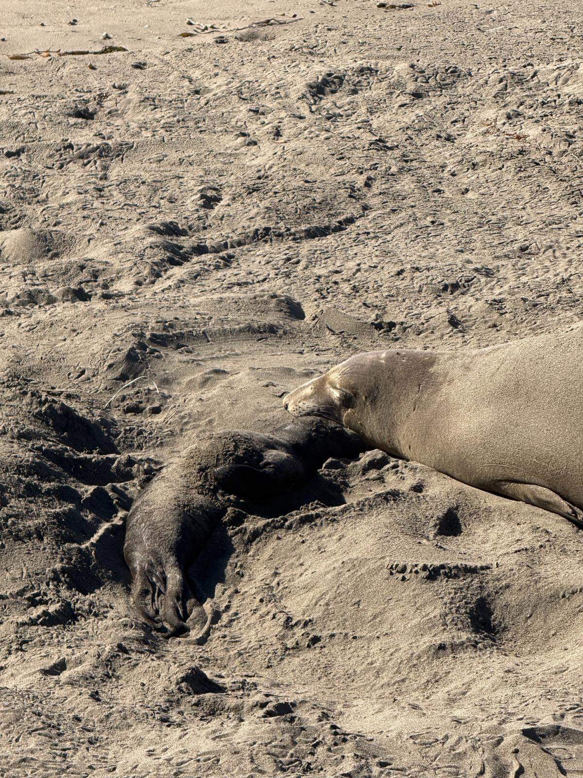 Gingerbread snuggles by mother. Gingerbread is the first elephant seal pup born in the San Simeon rookery in San Luis Obispo for the season.