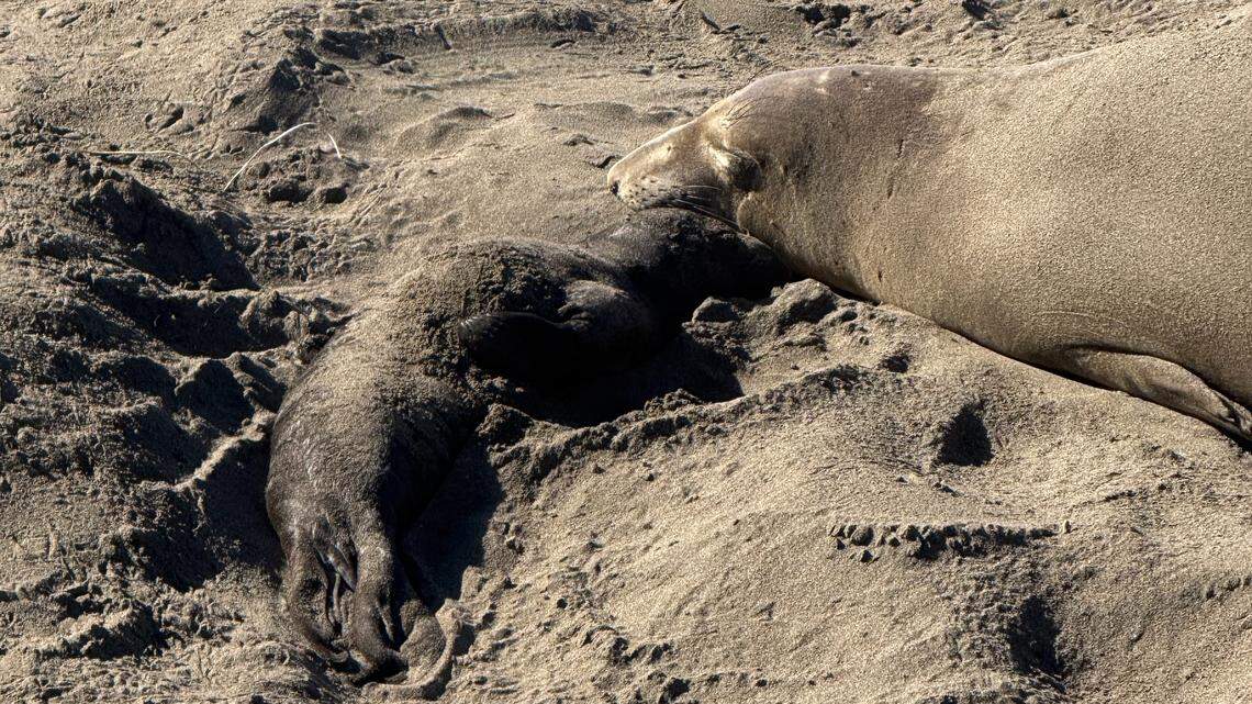 First elephant seal pup of the season born in SLO County. Meet Gingerbread