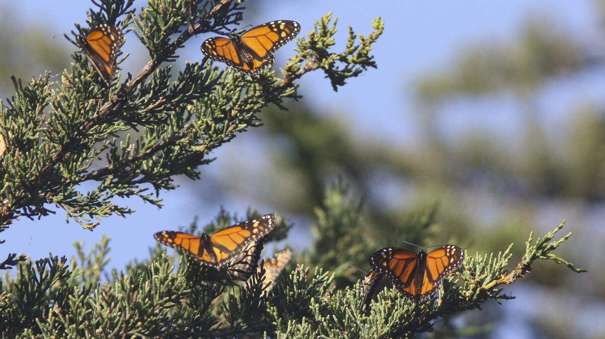 The butterfly count taken in early December at the Pismo State Beach Monarch Grove was only 471, down from counts that ranged into the thousands in previous years. The photos are from Dec. 1, 2025.
