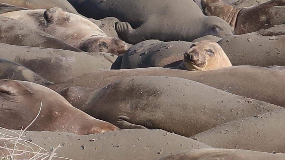 A female elephant seal looks over the pile of seals with whom she shares the beach.
