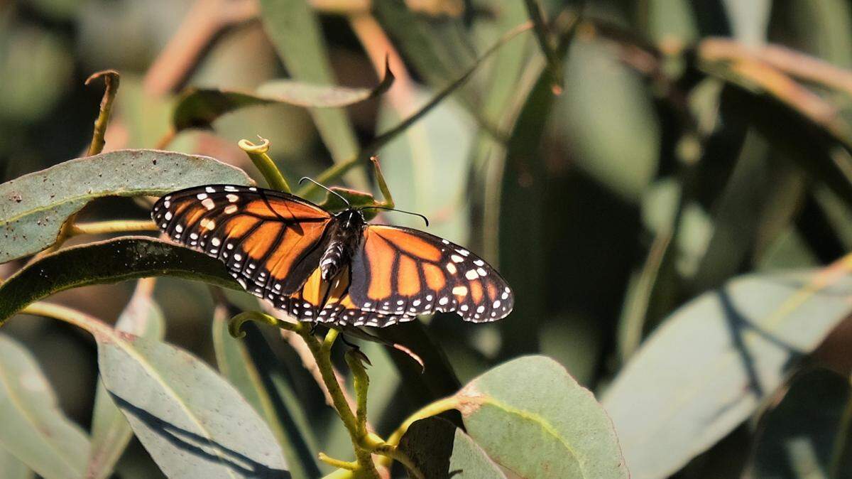 A monarch butterfly suns itself on a eucalyptus branch in the Pismo Beach Monarch Butterfly Grove on Dec. 9, 2022. More than 129,000 western monarch butterflies were counted in San Luis Obispo County by Xerces Society for Invertebrate Conservation employees and volunteers in November, the most since 1998.