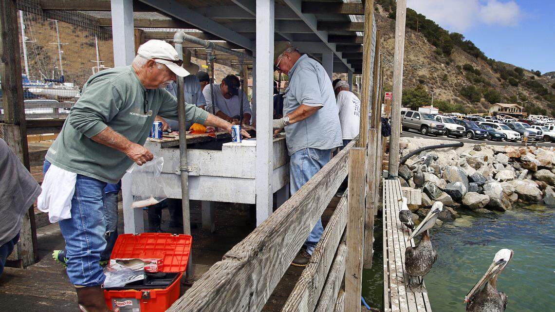 Pelicans and a sea gull, right, wait from scraps from the fish cleaning station on the Harford Pier at Port San Luis last week.