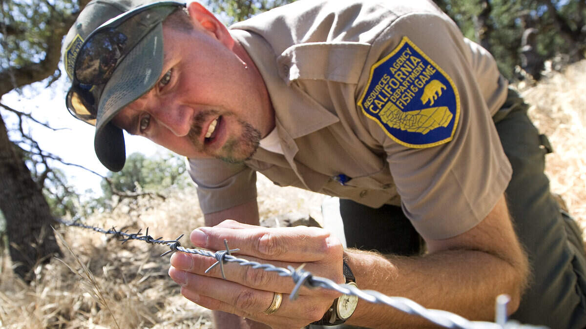 Marc Kenyon, the bear program manager, looks for signs of hair on the barbs of one of the traps.