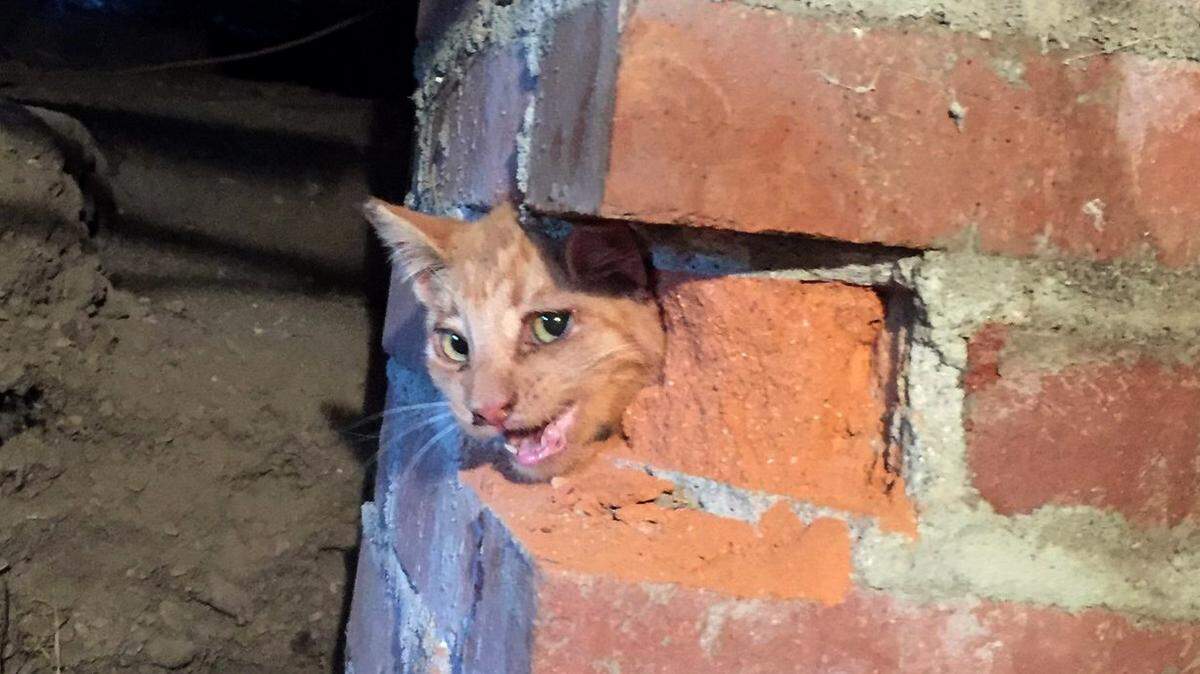 A cat meows for help after getting stuck in an abandoned chimney in Paso Robles. Cal Fire came to the rescue and freed the orange tabby from its predicament.