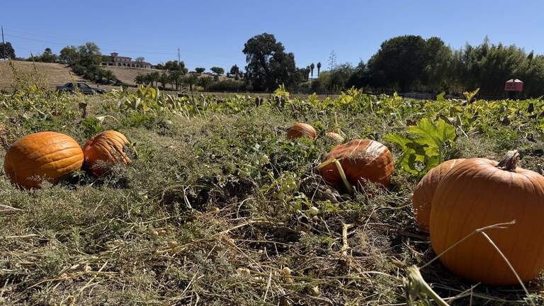 I went pumpkin picking at a sunny SLO County farm. What I got on a $25 budget