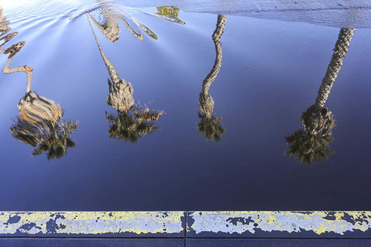 King tide topped out at 6.75 feet in Avila Beach at 7:45 Monday morning, backing water up on First Street at San Francisco Street. Here, palm trees are reflected in curb-level water as it began to retreat at about 11:30.