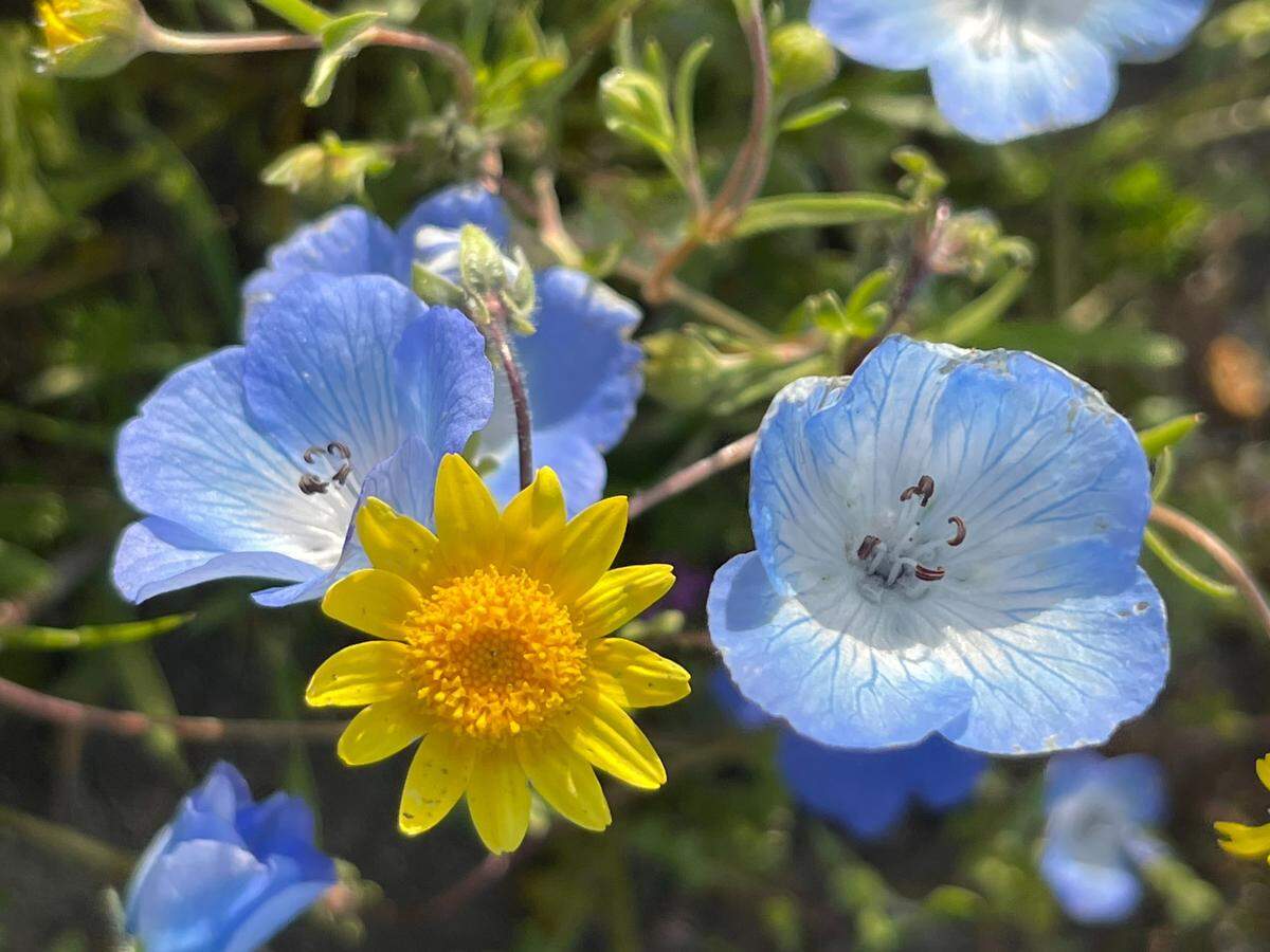 Melissa Walker-Scott shot this photo of baby blue eyes and California goldfields wildflowers at Shell Creek Road off Highway 58 near Santa Margarita in early April 2023.