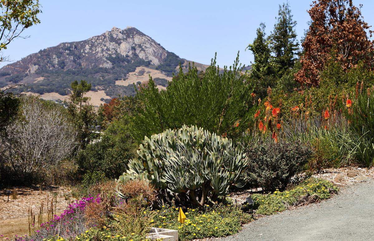 South African aloes, blooming ice plant and torch lilies brighten an area of the garden that offers a view of Bishop Peak.
