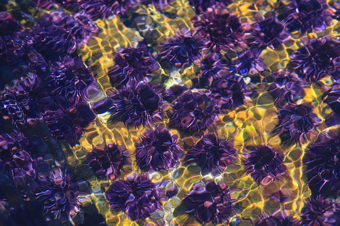 A tidepool near Diablo Canyon nuclear power plant is filled with purple sea urchins burrowing into the soft rock. Wind creates an impressionist abstract pattern on the surface of the water in a photo taken on Feb. 25, 2022.