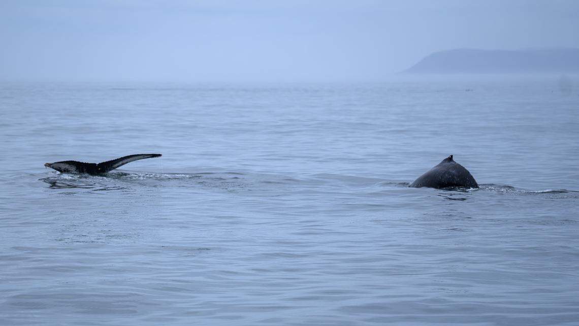 A humpback whale and her calf dive for food around a mile from the coast of Morro Bay on Monday, Sept. 29, 2025. Humpback whales can be seen in the waters of the Pacific Ocean near San Luis Obispo County from April through November during their migration.