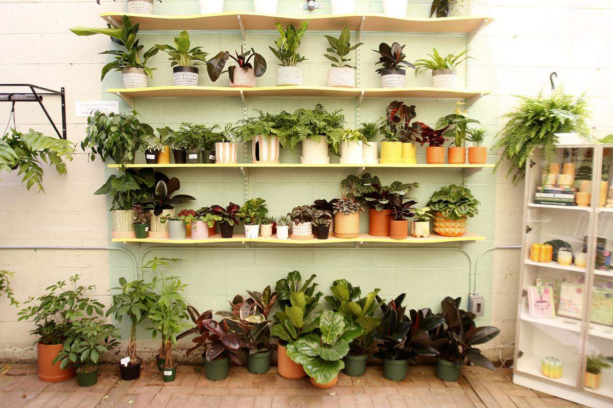 Understory Plant Shop opened in downtown San Luis Obispo, California as part of owner Samantha Huntley’s interior plant design business Happy Plant Company.