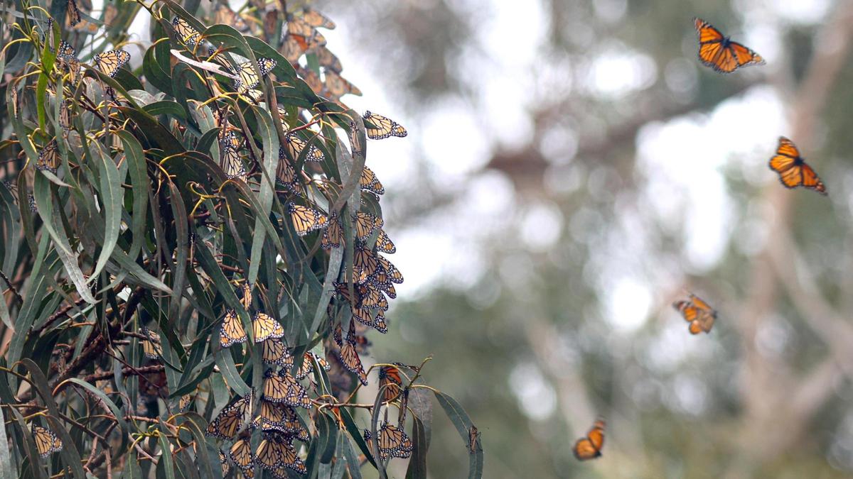 More western monarch butterflies returned to the Pismo State Beach Monarch Butterfly Grove in 2021 than in the previous two years combined. The two previous years were among the worst population count years on record.