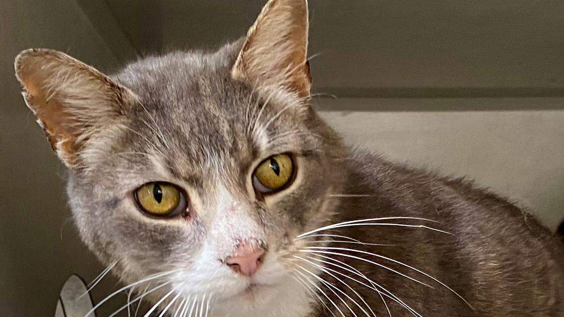 Looking for a gentle pet? These 7 senior kitties need new homes