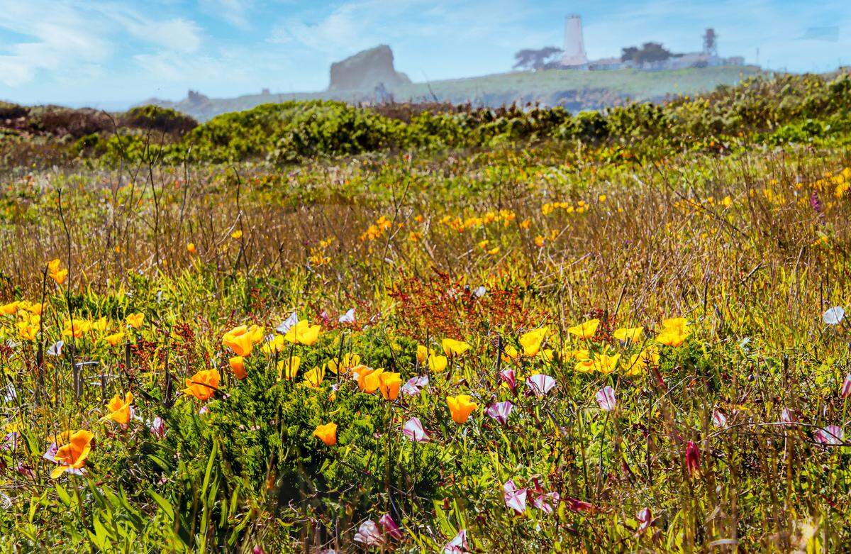 Wildflowers bloom along Bouchard Trail near Ragged Point.