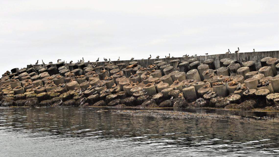 Seals gathering like I’ve never seen before. What to know about these ‘fascinating’ creatures