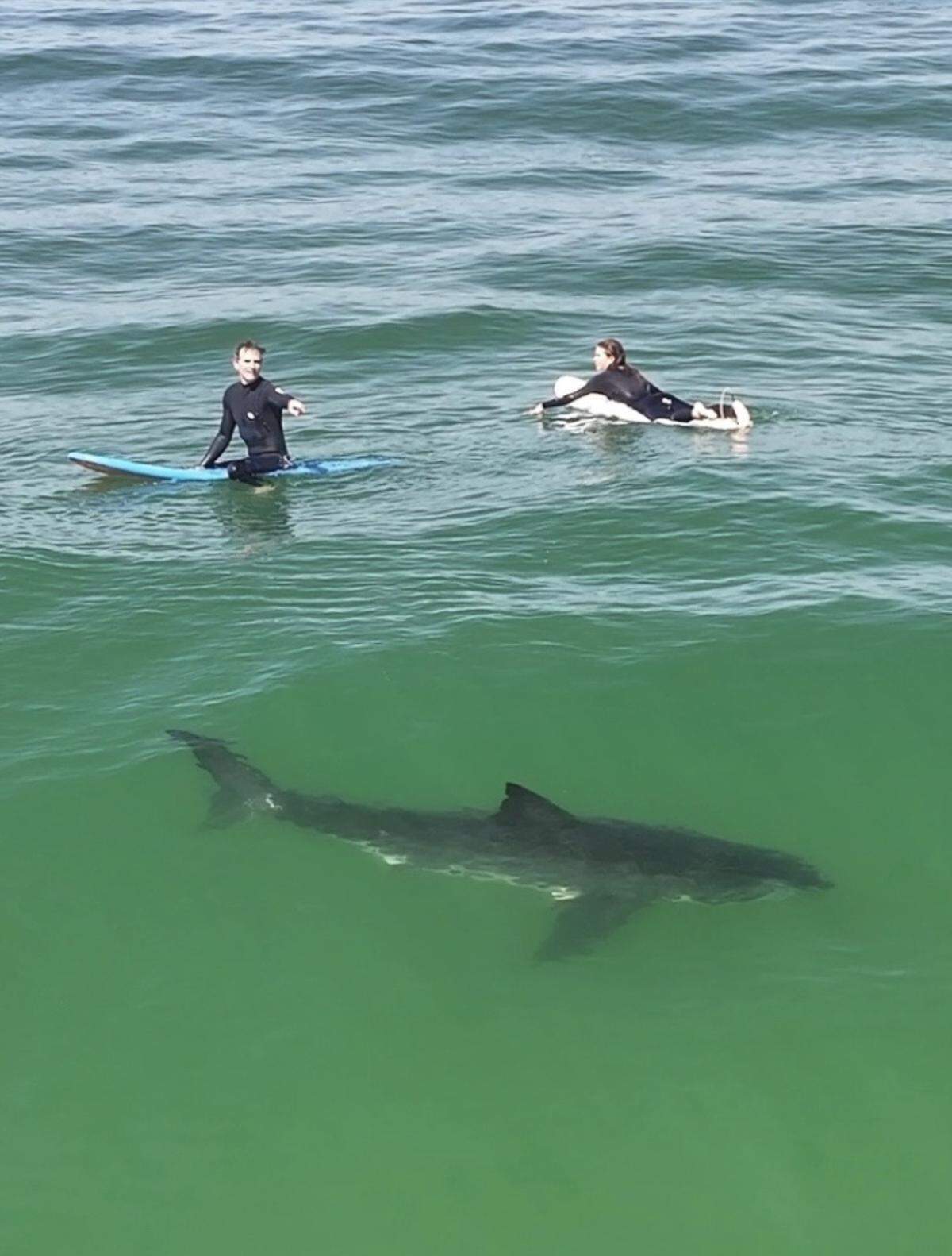 A great white shark swam within 8 feet of a pair of surfers near the Pismo Pier on May 20, 2026.