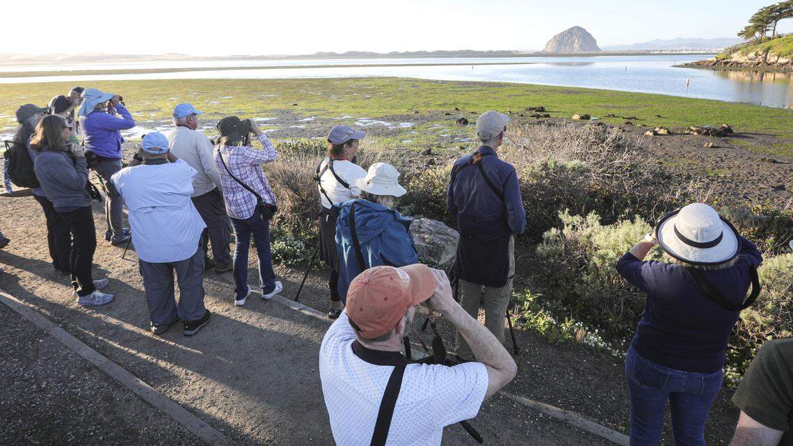 Greg Miller, Jon Dunn and Bettina Eastman led a birding stroll on the Morro Bay State Park Marina Boardwalk as part of the Morro Bay Bird Festival on Jan. 15, 2026. The party stopped to gaze at birds in the mud flats with Morro Rock in background.
