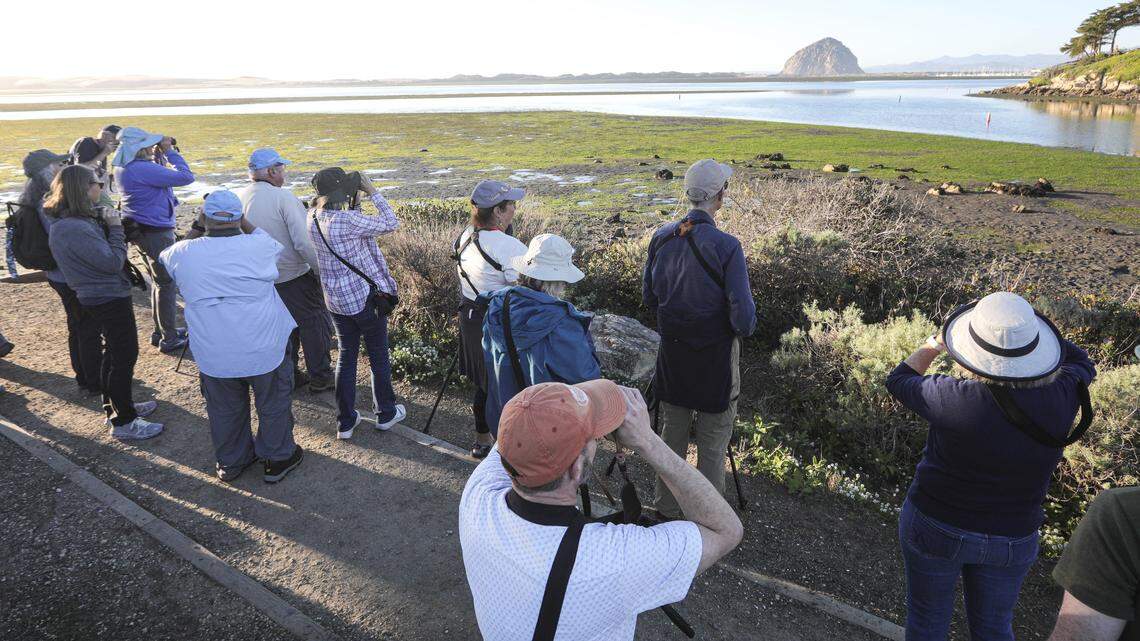 More than 1,000 birders expected to flock to Morro Bay festival. See the schedule