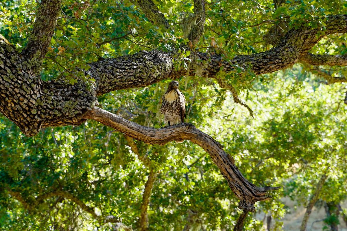 The Land Conservancy of San Luis Obispo County purchased a conservation easement over the 890-acre Adelaida Springs Ranch on Jan. 31, 2025. The Foshay family will continue to own and manage the land, but the easement blocks future development on the property.