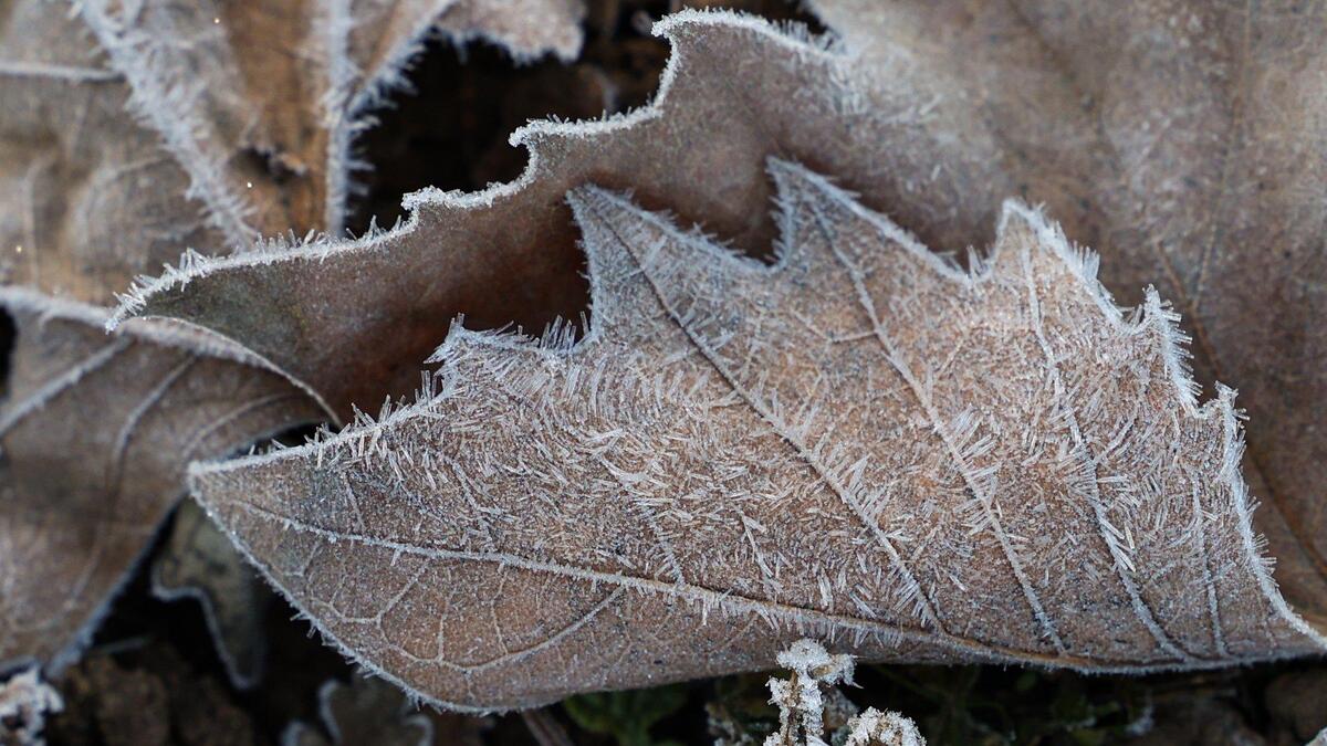 Leaves are outlined with frost crystals at Santa Margarita Lake on the morning of Feb. 15, 2023.