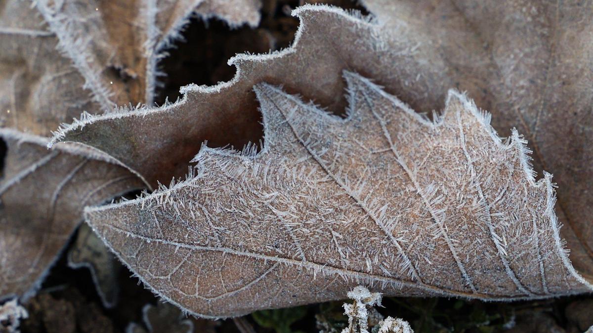 Leaves are outlined with frost crystals at Santa Margarita Lake on the morning of Feb. 15, 2023.