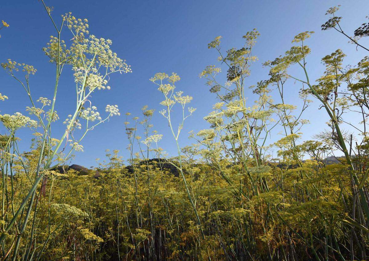 Wild fennel grows prolifically in areas with disturbed soil, like farms and vineyards. Yellow jackets, honeybees and ladybugs feed on the wild fennel flowers.