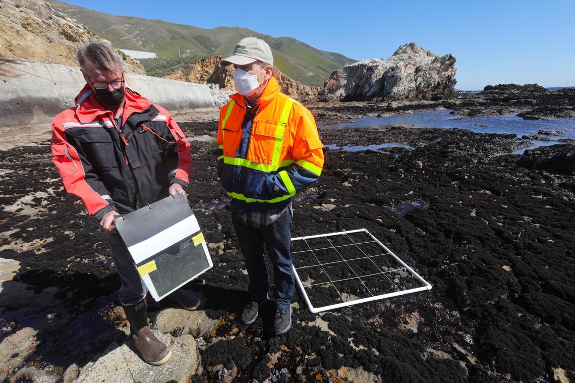 Steve Pengilley, left, and John Steinbeck, scientists at Tenera Environmental, demonstrate how population lists and grids can be used to conduct sea life counts in Diablo Cove, on Feb. 25, 2022. They are at the Seal Haul Out tidepool, once part of the studies around Diablo Canyon nuclear power plant but no longer central to research becauase impacts were not significant there.