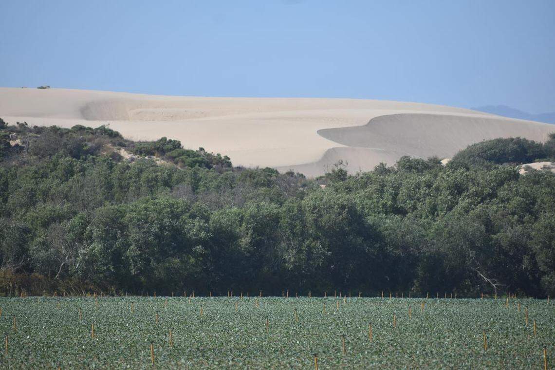 California State Parks is exploring developing the agriculture land near Oso Flaco Lake.