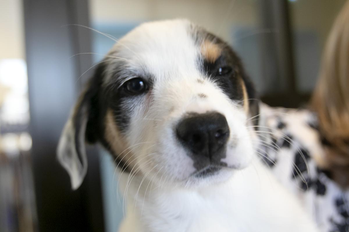 The number of puppies at Woods Humane Society in San Luis Obispo and Atascadero has tripled in 2023 as owners surrender unwanted dogs. Woods CEO Emily L’Heureux holds one of four belonging to a cute “mutt” named Gracie.