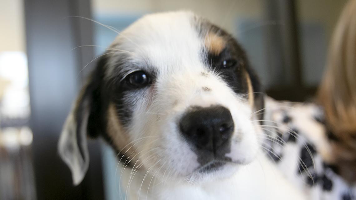 SLO County shelter is helping pets find homes for the holidays with $25 adoption special