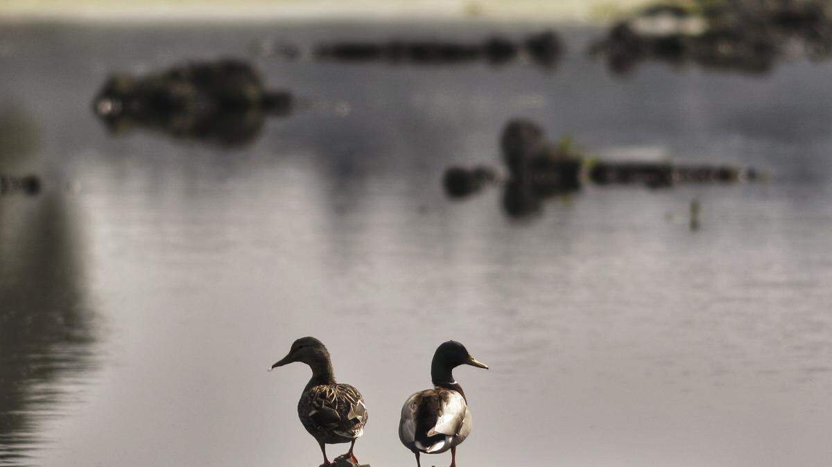 A pair of ducks enjoys what little water has returned to Atascadero Lake on Wednesday, Feb. 18, 2015.