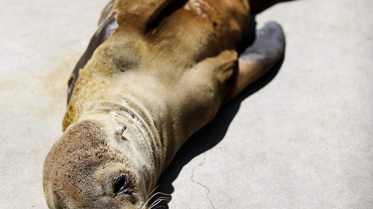 A young sea lion pup named Domino rests in his cage at the Marine Mammal Center in Morro Bay recently.