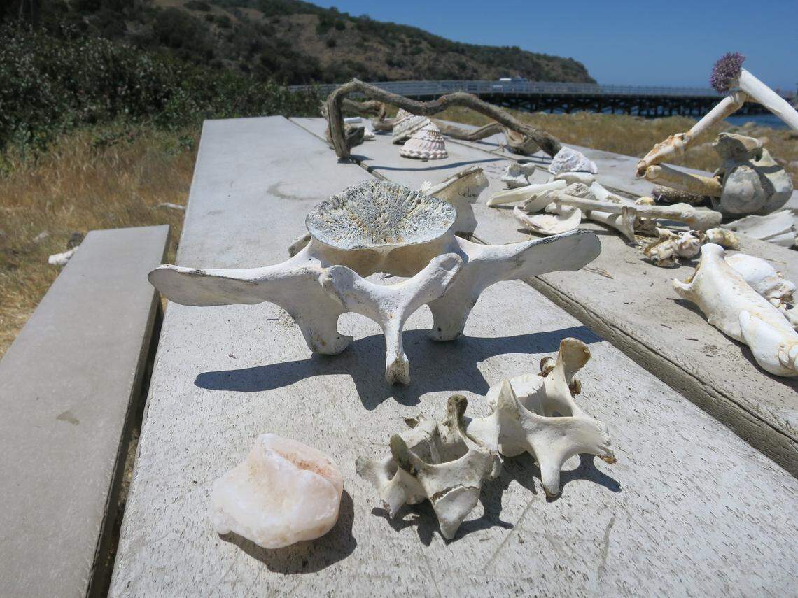 Collections of bones and shells are left on picnic tables at Prisoners Harbor on Santa Cruz Island. July 13, 2018.