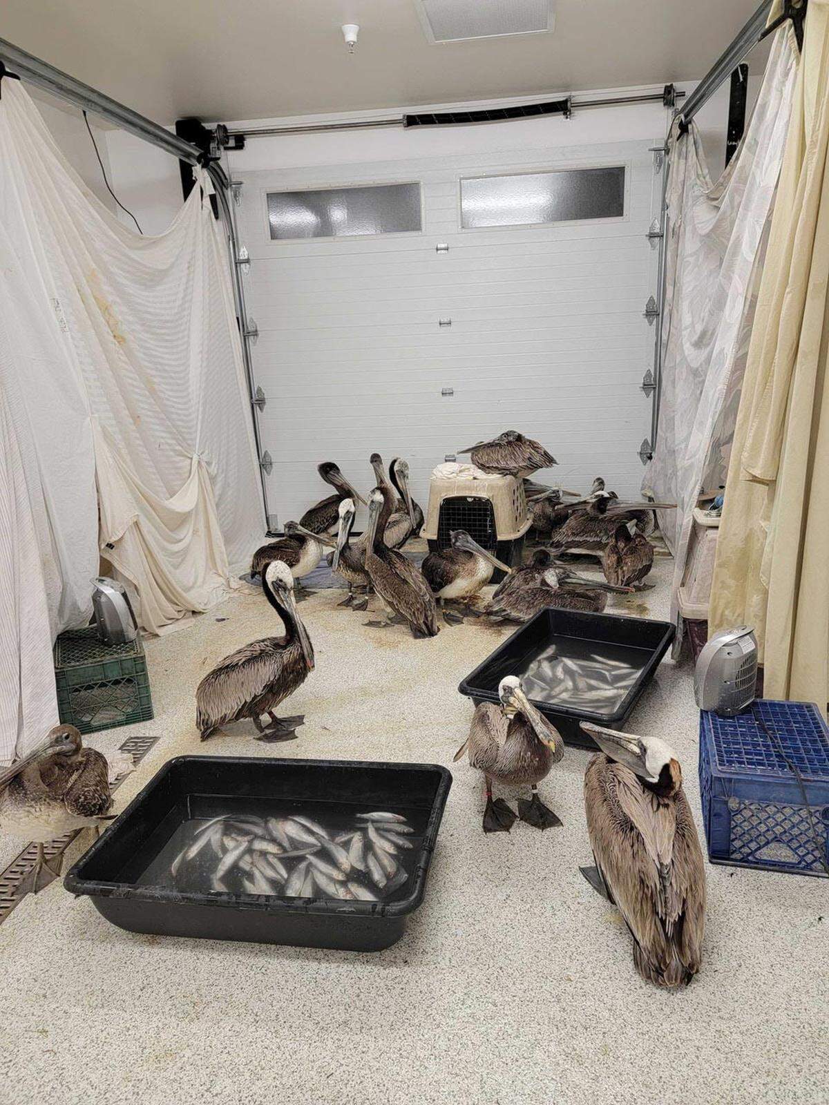 Pelicans crowd a newly expanded seabird enclosure at the Santa Barbara Wildlife Care Network’s headquarters in Goleta.