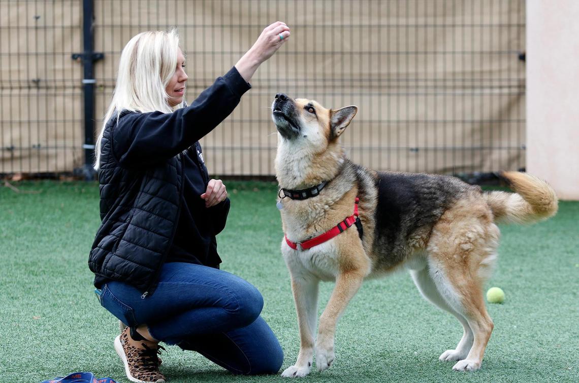 Woods Humane Society is currently maxed out in its dog kennels for the first time in quite a while. Robin Coleman, community engagement manager, plays with Apple in the play area.