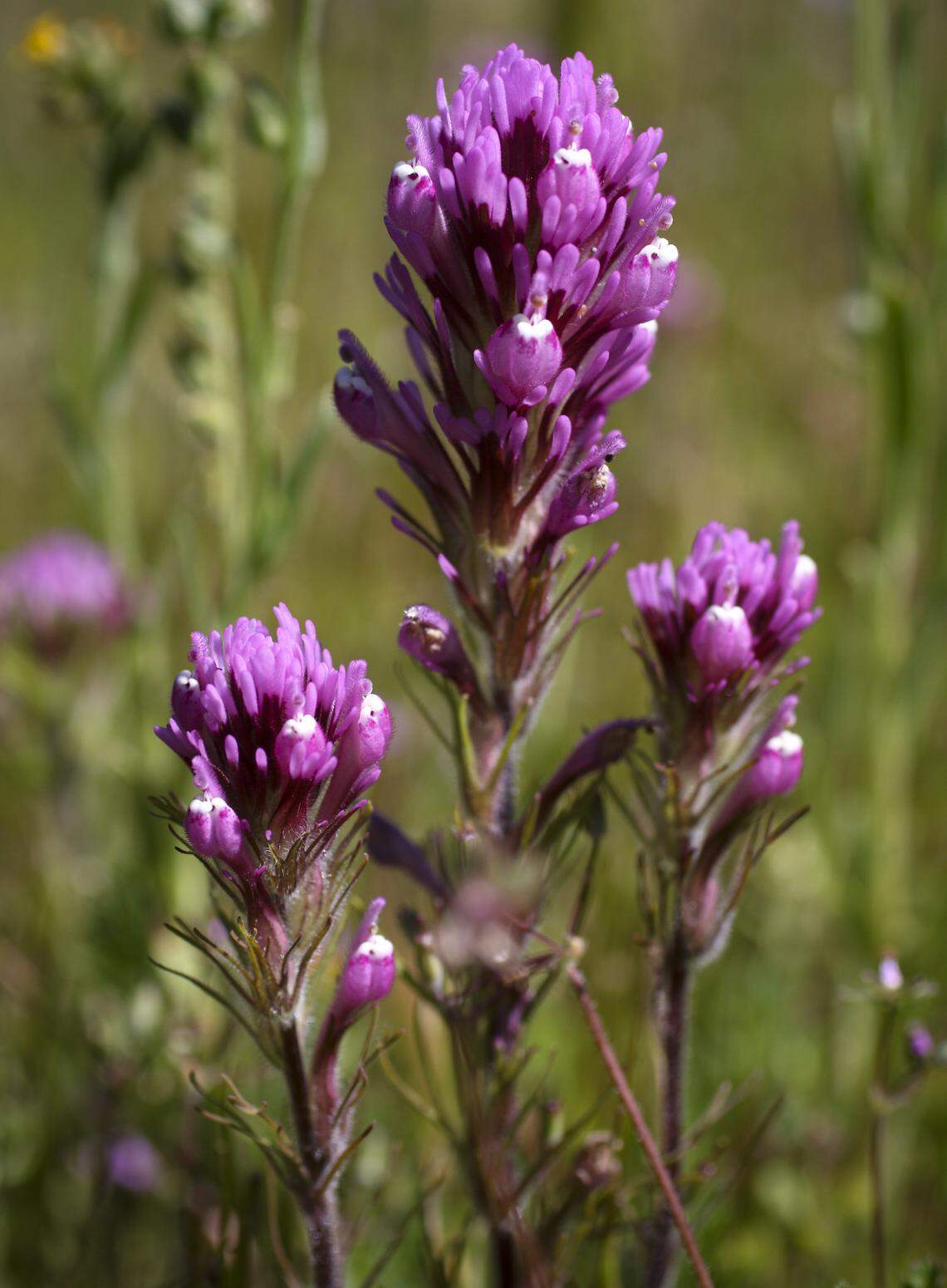Owl's Clover blooms near Soda Lake Road. Wildflower season is in full bloom on the Carrizo Plain seen here on March 11, 2026.