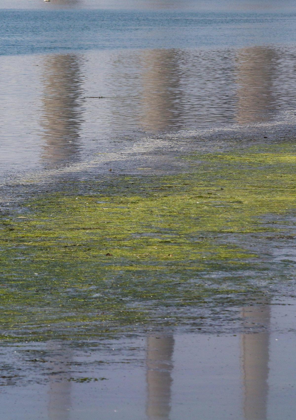 The Morro Bay estuary’s eelgrass meadows experienced massive die-offs over the past decade or so but are gradually recovering.