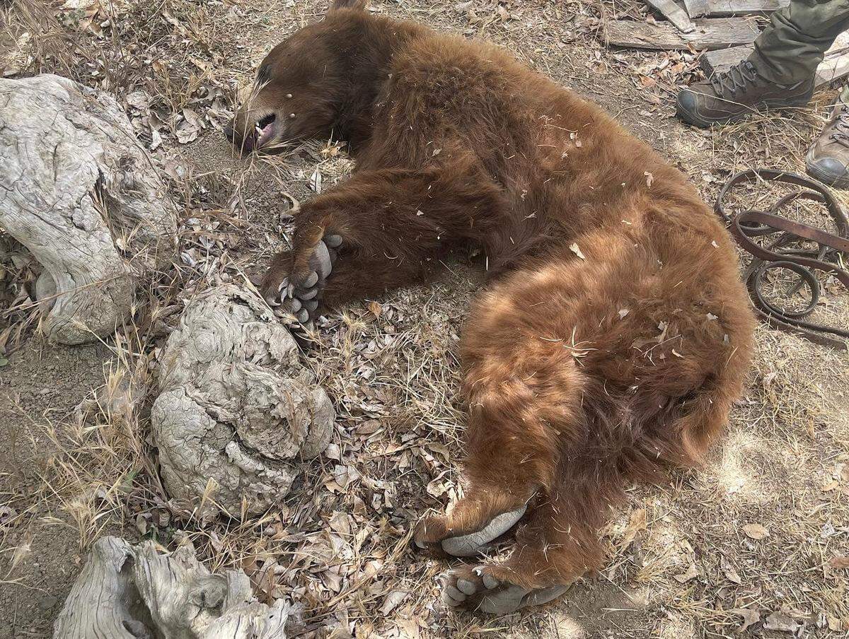 A tranquilized bear cub awaits transfer to a remove location.