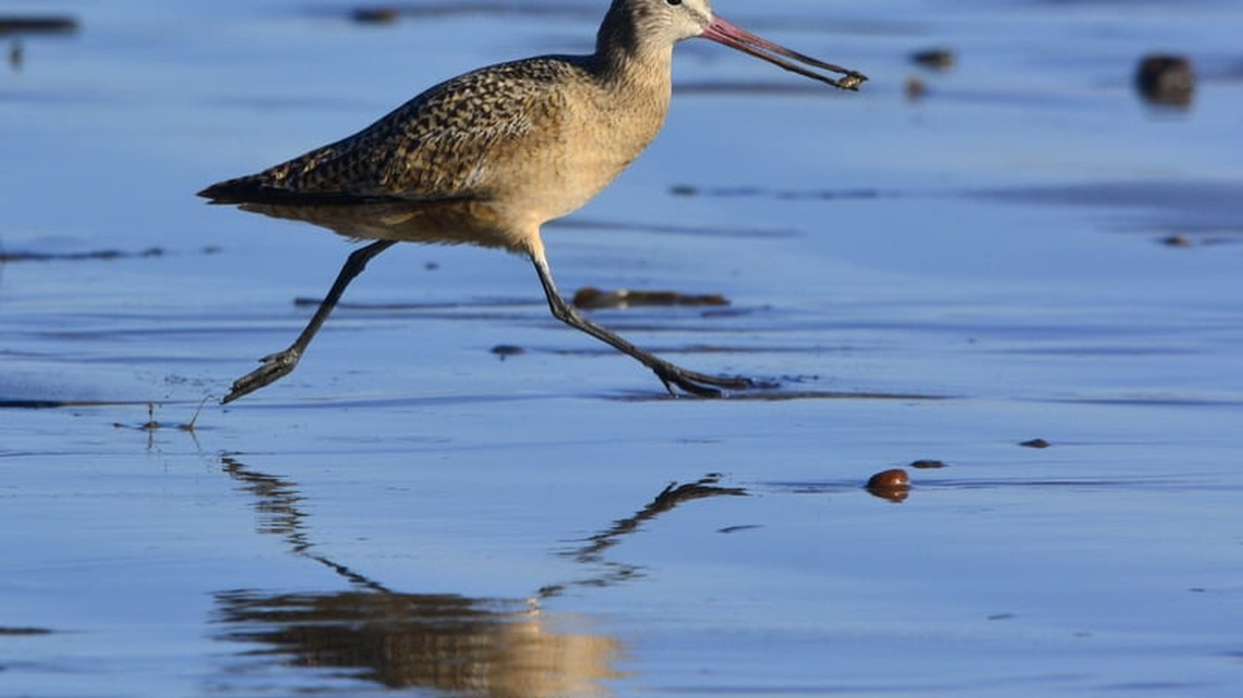 Wild birds migrate thousands of miles to reach Central Coast each winter. How do they do it?