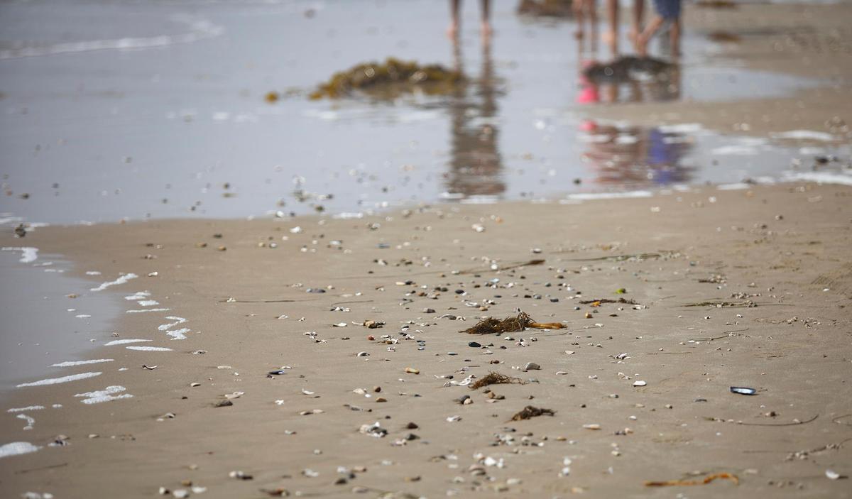 Hundreds of Pismo clams are surfacing on SLO County beaches. Dozens of seagulls were seen north of Pismo Beach Pier and at Oceano Dunes SVRA have a feast on Friday, Sept. 8, 2023.