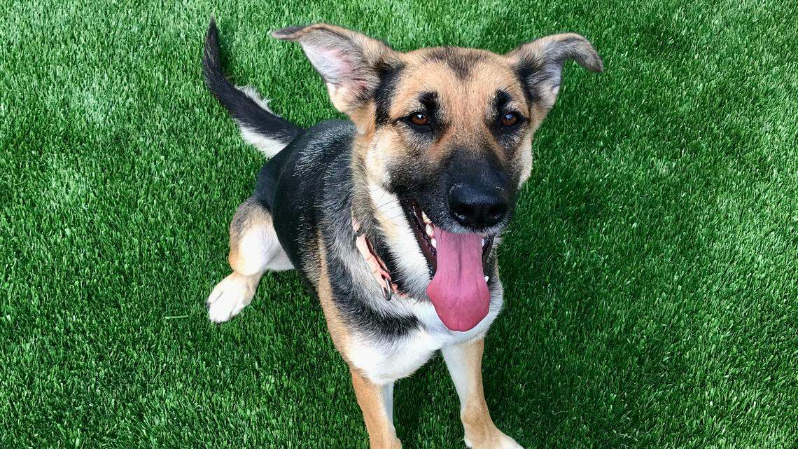 Heidi arrived at SLO County animal shelter with 9 puppies. Help her find a new family