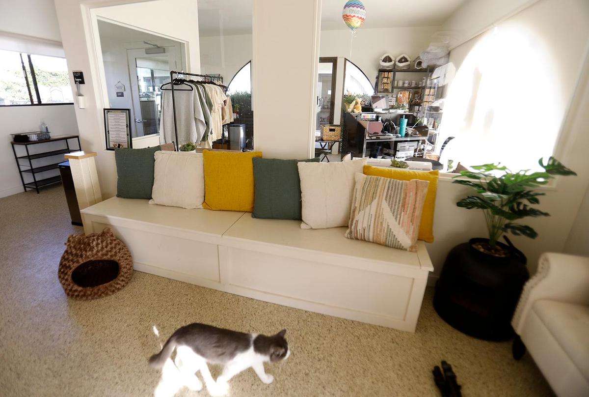 Inside the cat cafe, cat’s are free to roam. The Caffeinated Cat Cafe hosted its grand opening in Grover Beach on Dec. 14, 2024, after over a year of trying to get the business up and running.