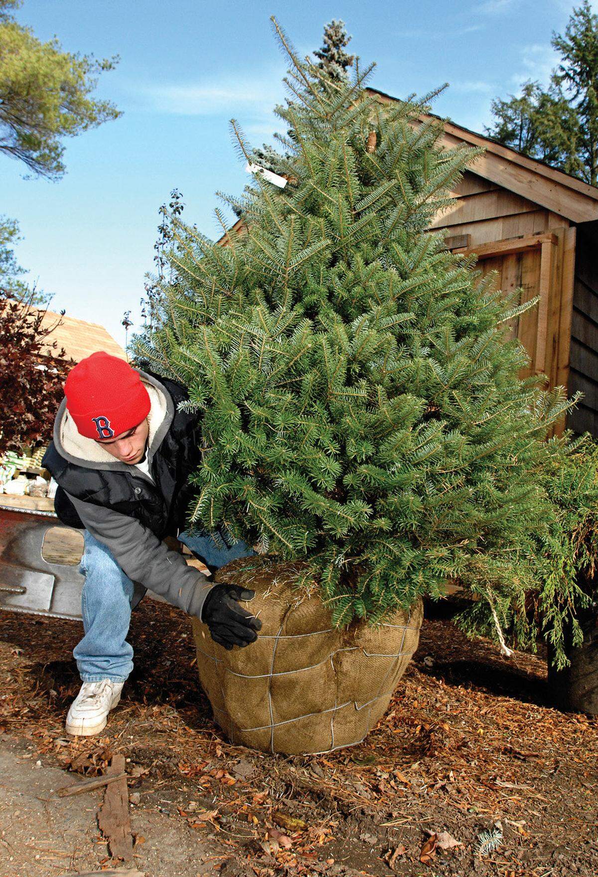 Gardening Living Christmas Trees