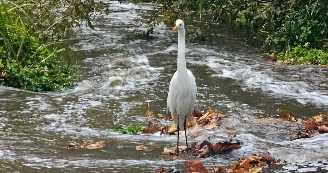 A tall, white bird stands in the San Luis Creek as the water swirls around it from the early morning rains on Thursday, Dec. 12, 2024.