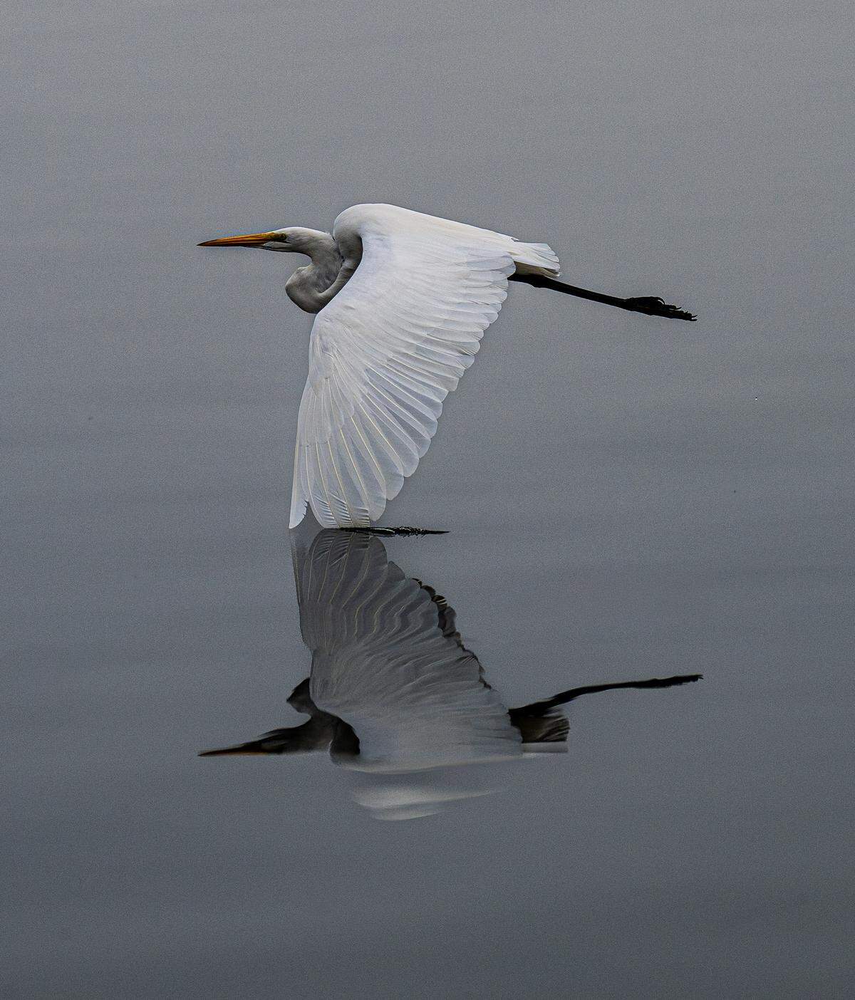 A Great Egret skims across the ocean in Morro Bay, framed by overcast skies.