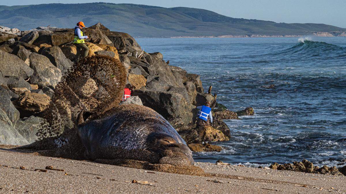 Elephant seals basking in the sun near the former Point Arguello Coast Guard Rescue Station at Vandenberg Space Force Base on Jan. 29, 2026, as marine biologists conducted surveys along the breakwater.