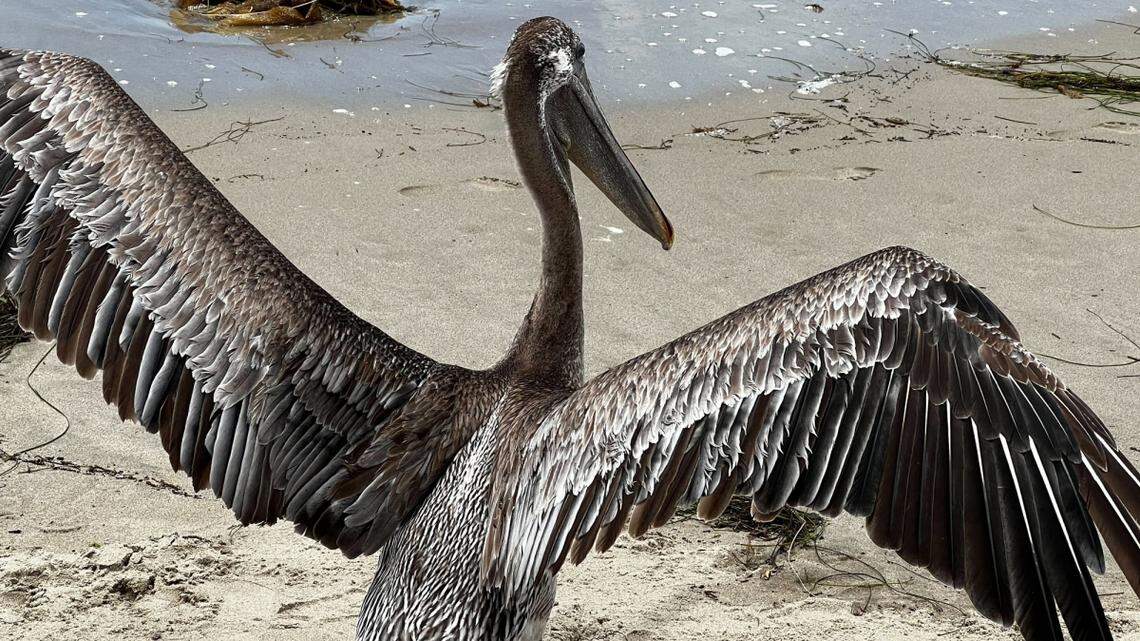 The Santa Barbara Wildlife Care Network had more than 270 brown pelicans brought into its facility and has released more than 50.