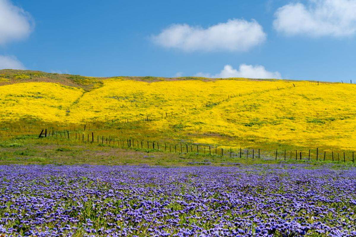 David Hinden took this picture of wildflowers on Soda Lake Road near Route 16 in April 2023.