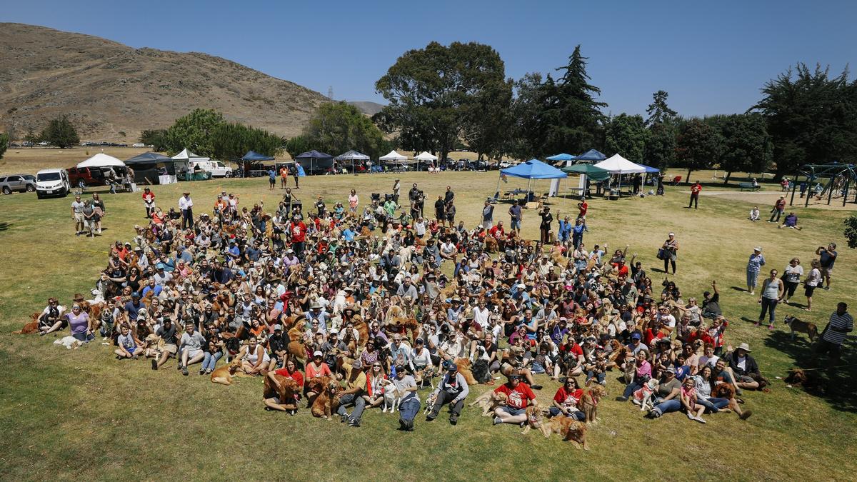 Organizers of the group SLO County Golden Retrievers attempt to break the Guinness World Record for the "largest dog photo shoot" at their annual Goldens in the Park event at Laguna Lake on Saturday afternoon.